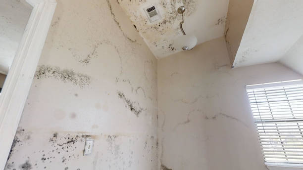 Best Mold Removal for HVAC Installations  in Snyder, TX