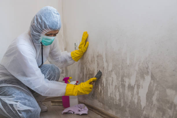 Best Mold Damage Restoration  in Snyder, TX