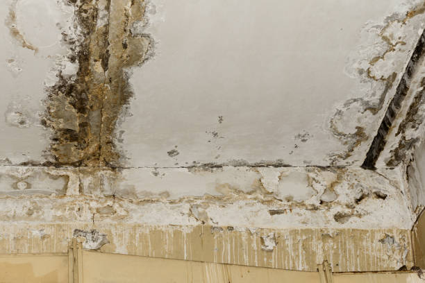 Professional Mold Removal in Snyder, TX